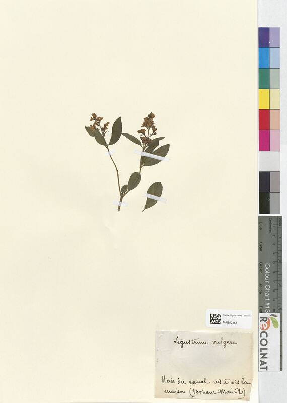 Ligustrum vulgare (Oleaceae)