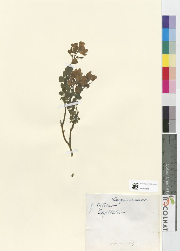 Cytisus capitatus (Fabaceae)