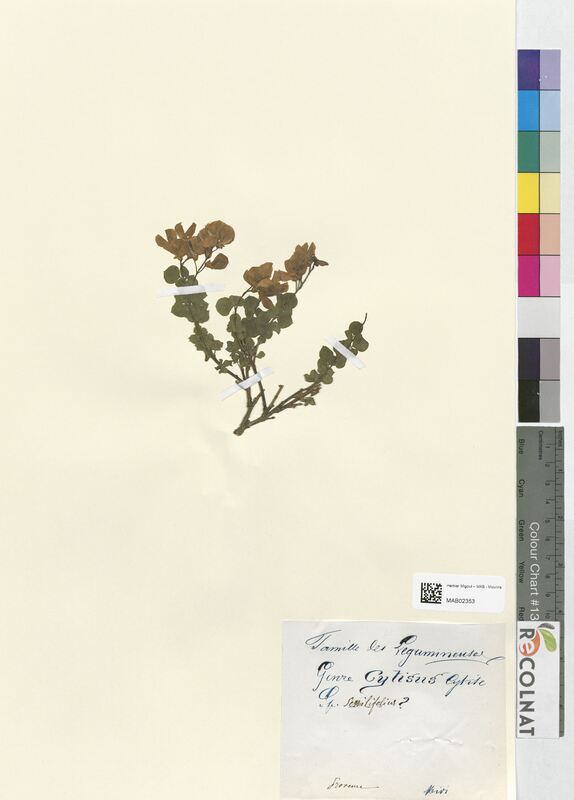 Cytisus sessilifolius (Fabaceae)