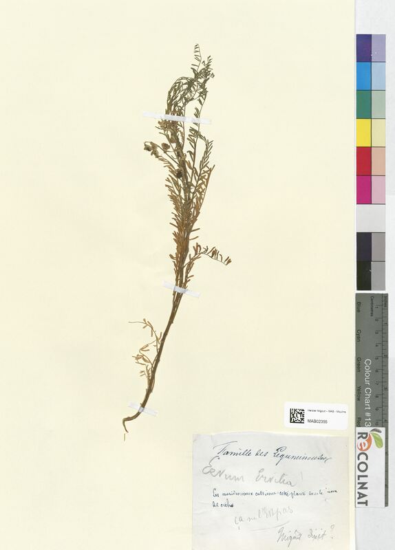 Ervum ervilia (Fabaceae)