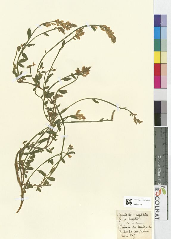 Genista sagittalis (Fabaceae)