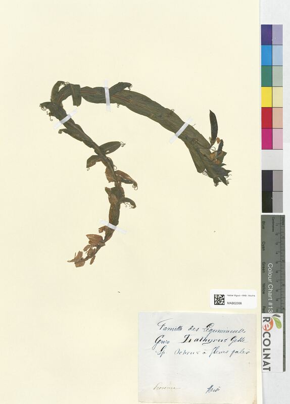 Lathyrus ochrus (Fabaceae)