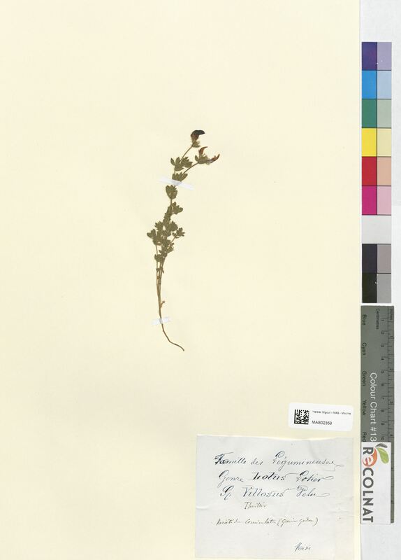 Lotus villosus (Fabaceae)