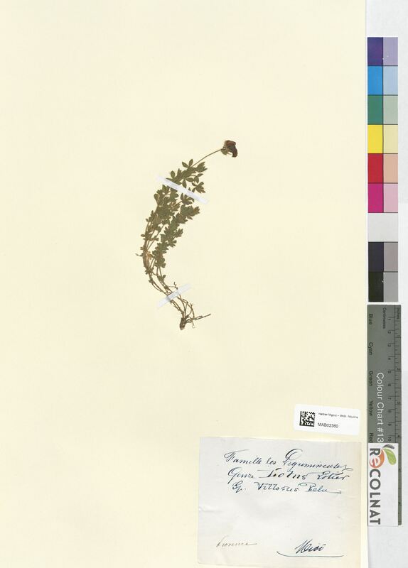 Lotus villosus (Fabaceae)