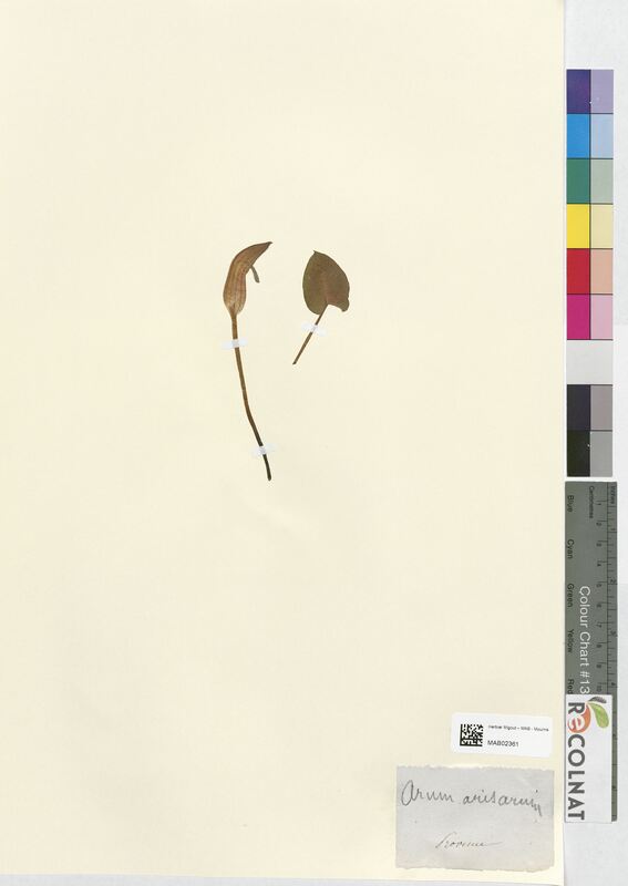 Arum arisarum (Araceae)