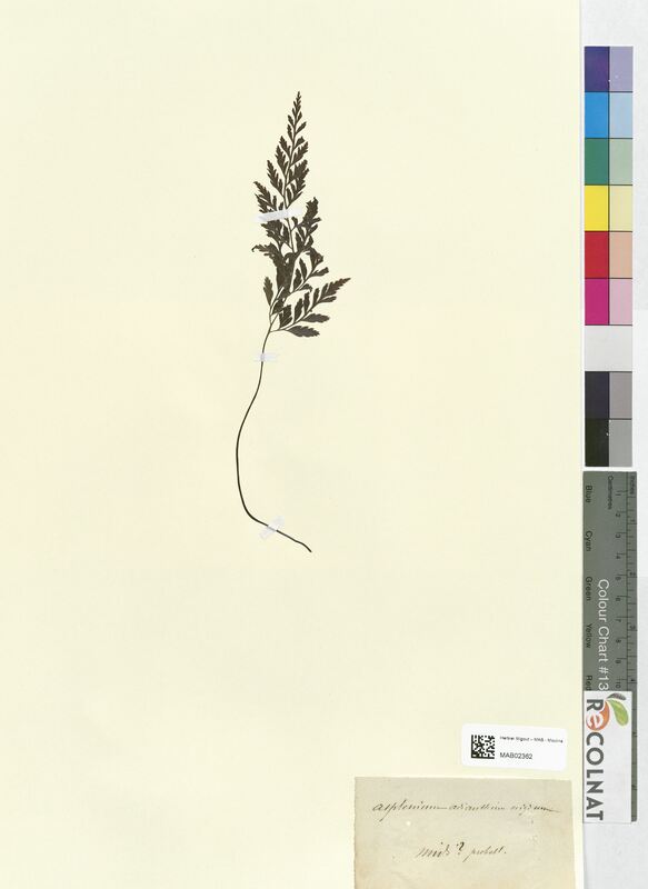 Asplenium adianthum (Aspleniaceae)