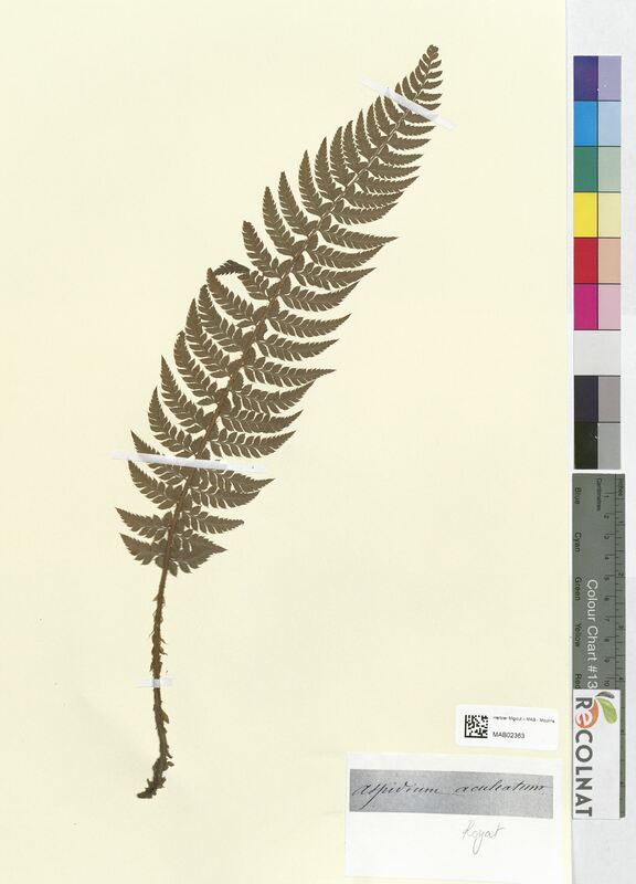 Aspidium aculeatum (Dryopteridaceae)