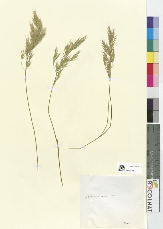 Bromus arvensis (Poaceae)