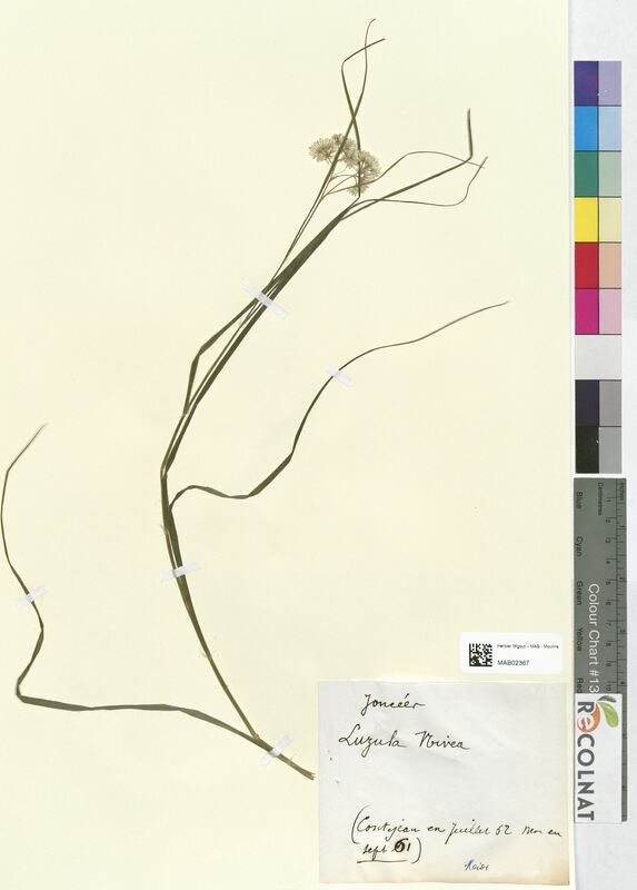 Luzula nivea (Juncaceae)