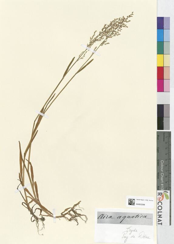 Aira aquatica (Poaceae)