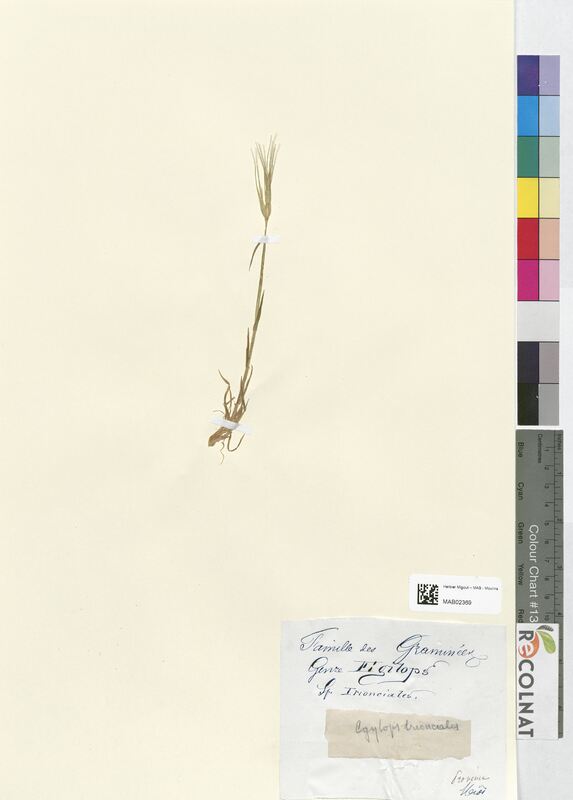 Aegilops triuncialis (Poaceae)