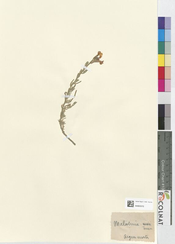 Malcolmia maritima (Brassicaceae)