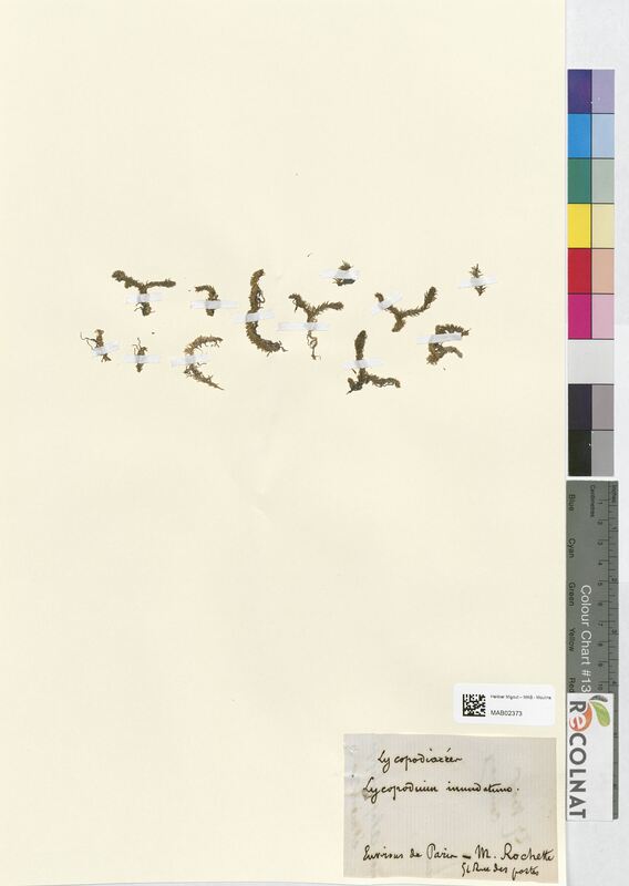 Lycopodium inundatum (Lycopodiaceae)