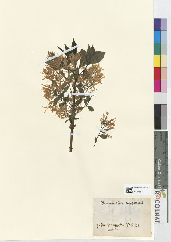 Chionanthus virgineus (Oleaceae)