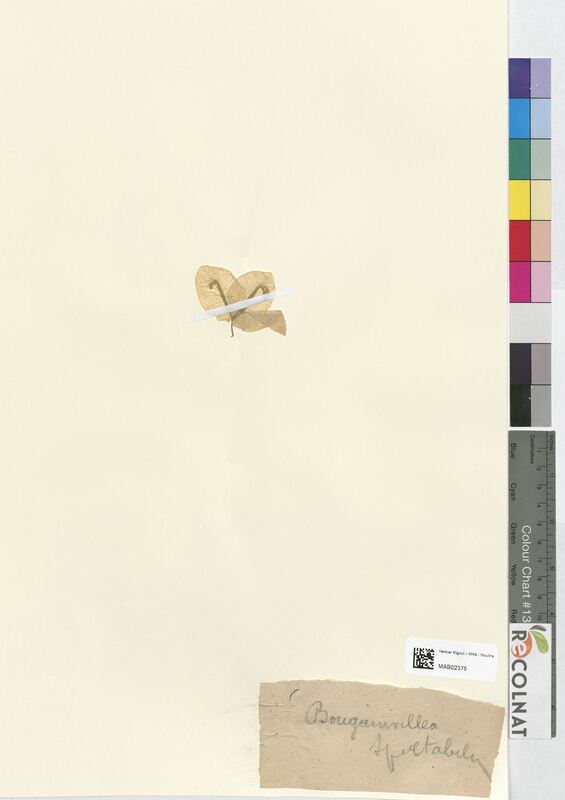 Bougainvillea spectabilis (Nyctaginaceae)