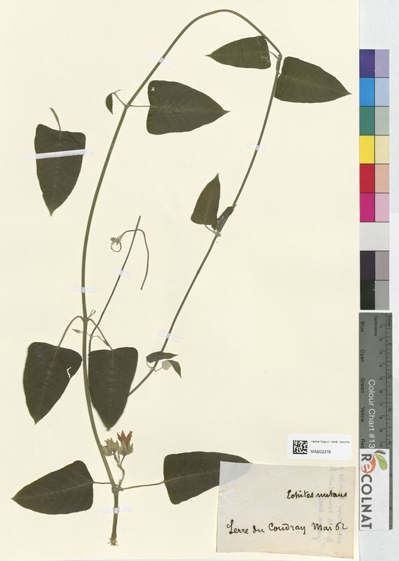 Echites nutans (Apocynaceae)