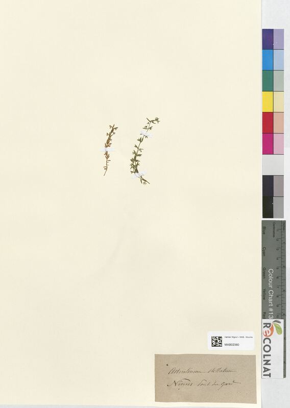 Asterolinum stellatum (Primulaceae)