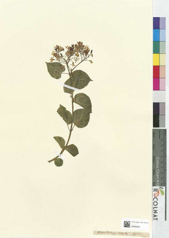 Marsdenia erecta (Apocynaceae)