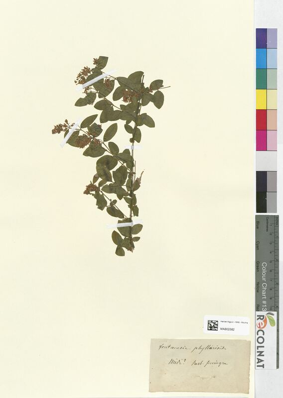 Fontanesia phyllaroides (Oleaceae)