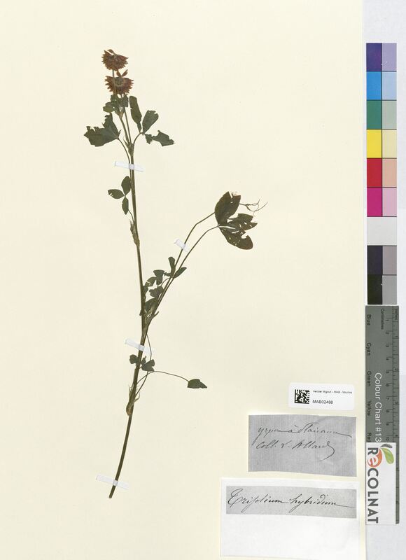 Trifolium hybrideum (Fabaceae)