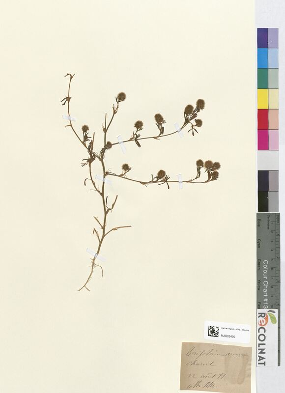 Trifolium arvense (Fabaceae)