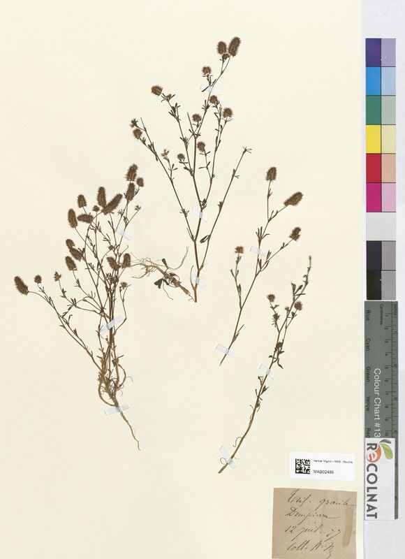 Trifolium gracile (Fabaceae)