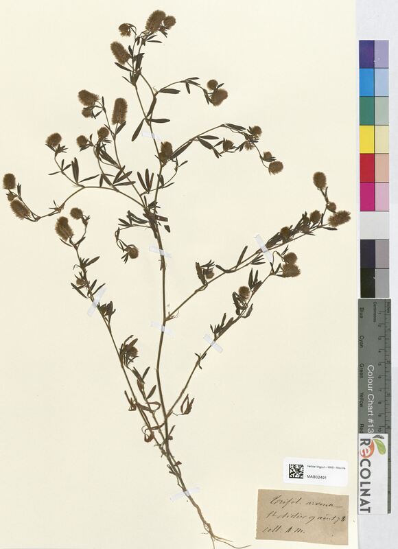 Trifolium arvense (Fabaceae)