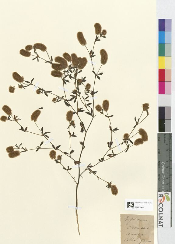 Trifolium arvense (Fabaceae)