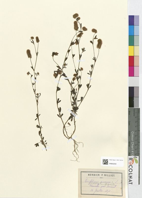 Trifolium arvense (Fabaceae)
