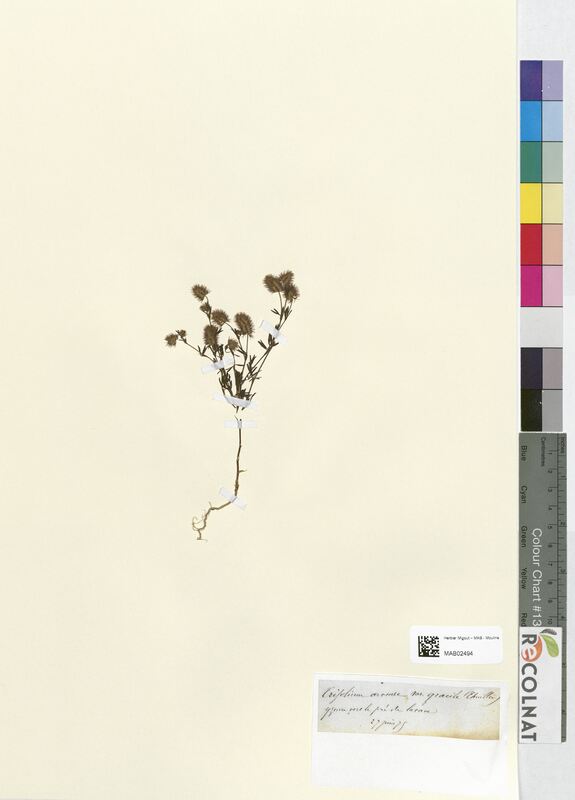 Trifolium arvense (Fabaceae)