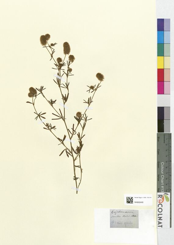 Trifolium arvense (Fabaceae)