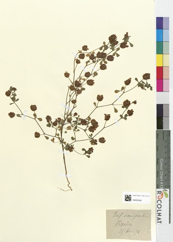 Trifolium campestre (Fabaceae)