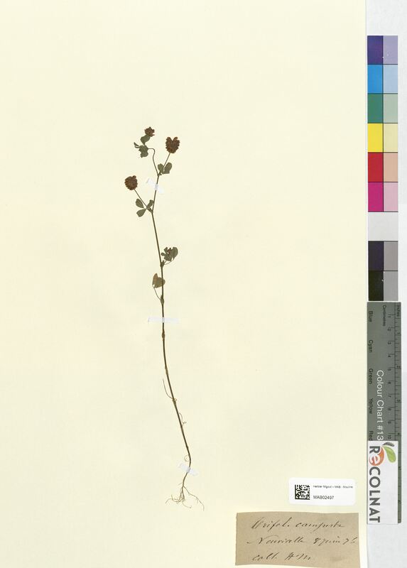 Trifolium campestre (Fabaceae)