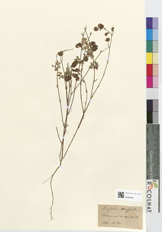 Trifolium campestre (Fabaceae)