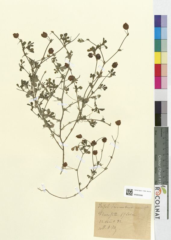 Trifolium drocumbens (Fabaceae)