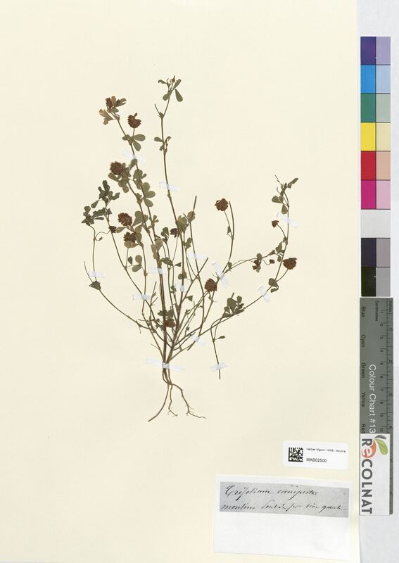 Trifolium campestre (Fabaceae)