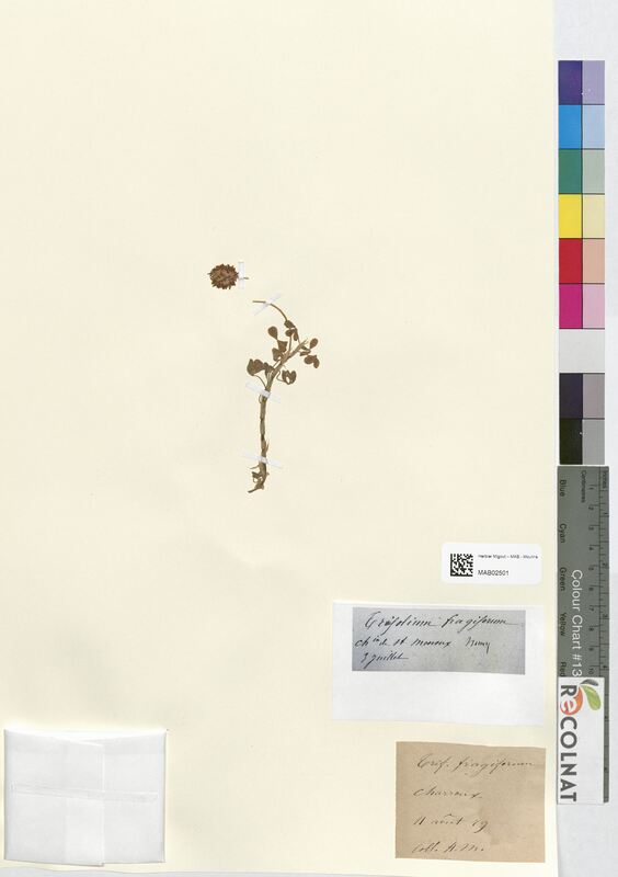 Trifolium fragiferum (Fabaceae)