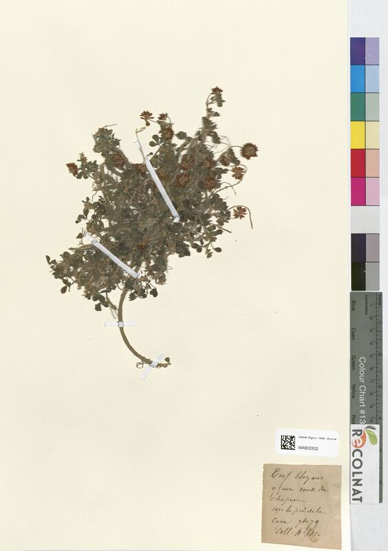 Trifolium elegans (Fabaceae)