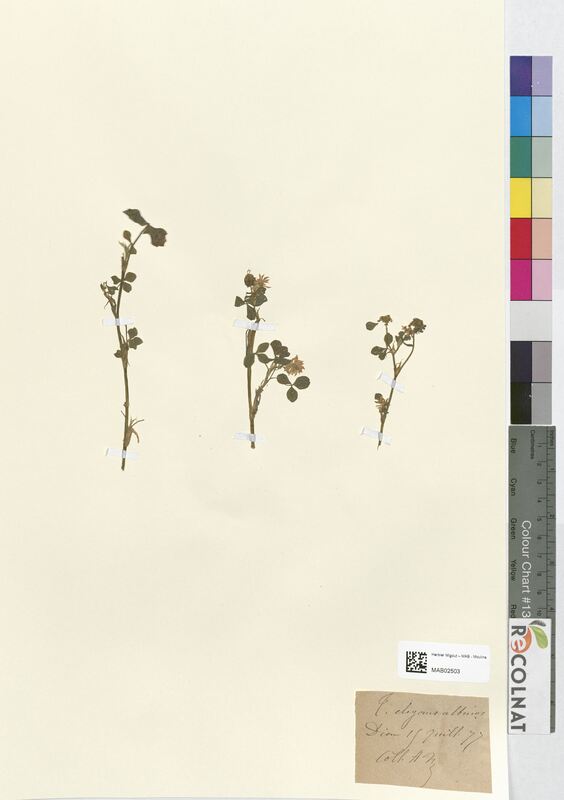 Trifolium elegans (Fabaceae)