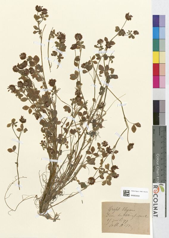 Trifolium elegans (Fabaceae)