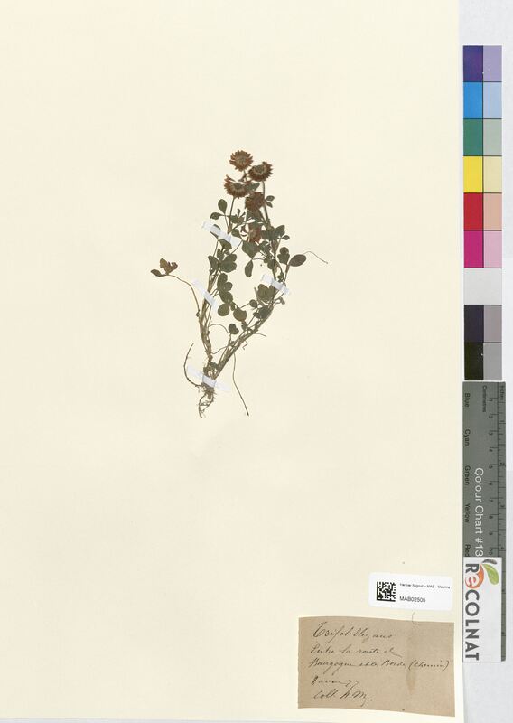 Trifolium elegans (Fabaceae)