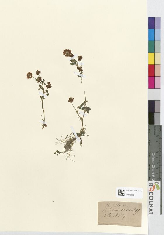 Trifolium elegans (Fabaceae)