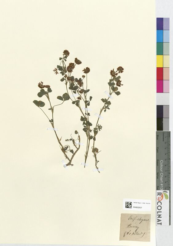 Trifolium elegans (Fabaceae)