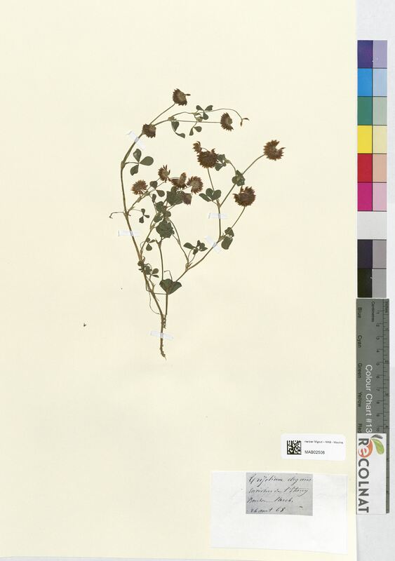 Trifolium elegans (Fabaceae)