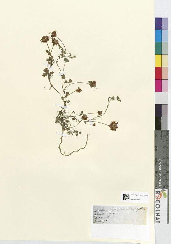 Trifolium repens (Fabaceae)