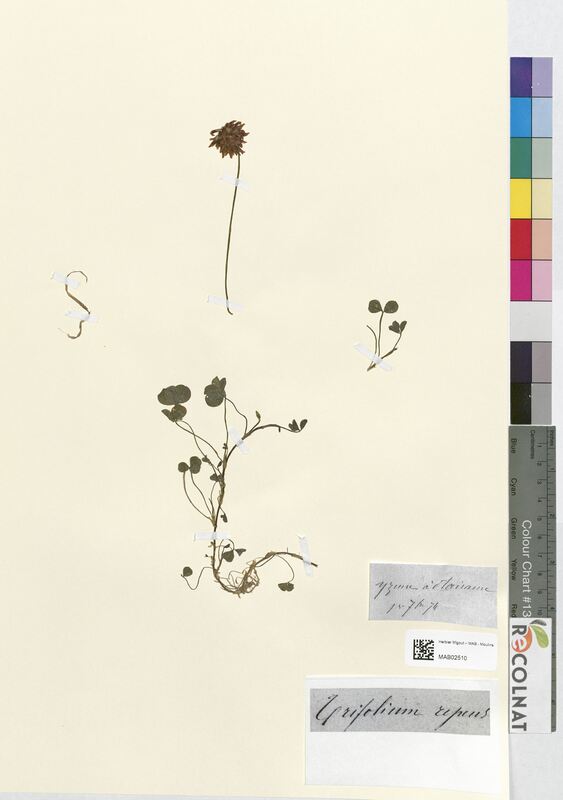 Trifolium repens (Fabaceae)