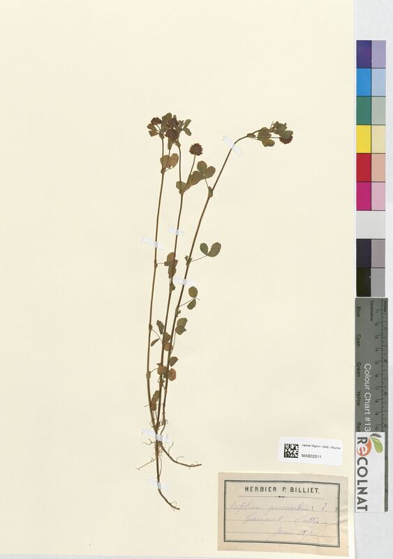 Trifolium procumbens (Fabaceae)