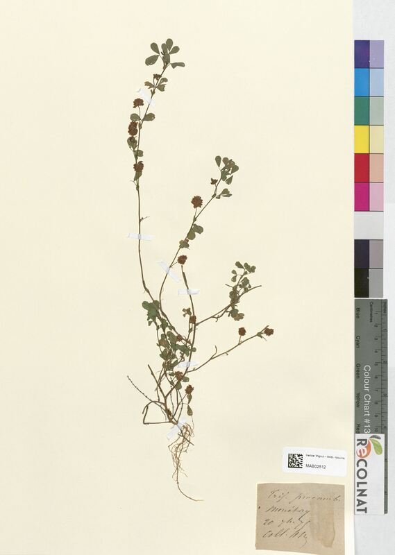 Trifolium procumbens (Fabaceae)
