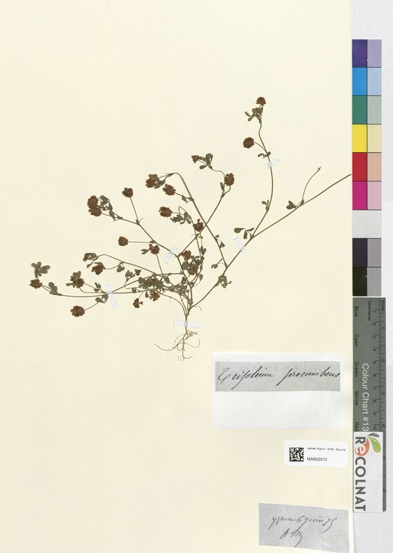 Trifolium procumbens (Fabaceae)