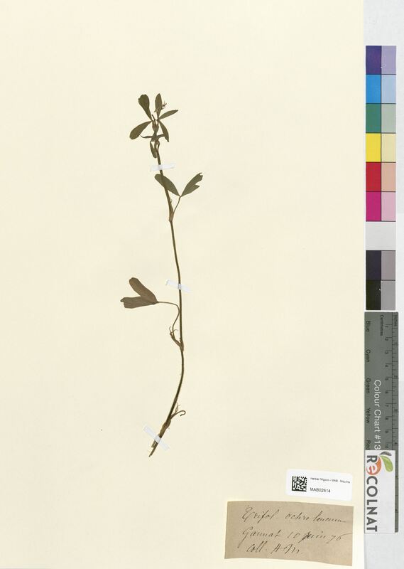 Trifolium ochroleucum (Fabaceae)